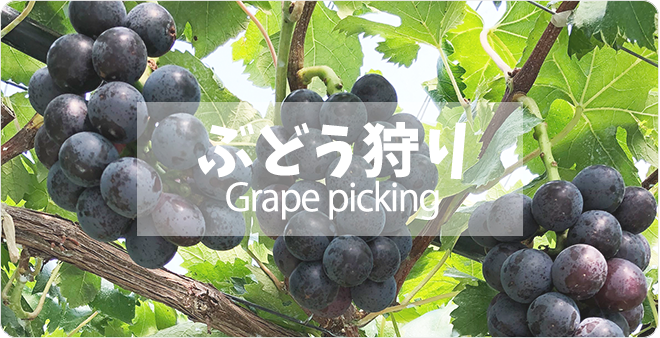 ぶどう狩り