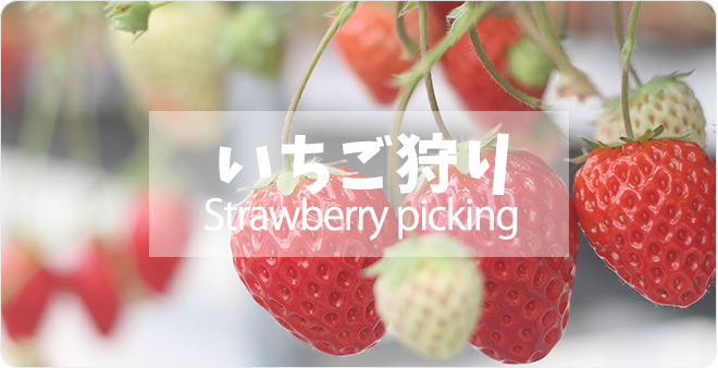 イチゴ狩り