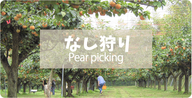 梨狩り