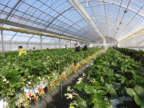 いちごハウス画像