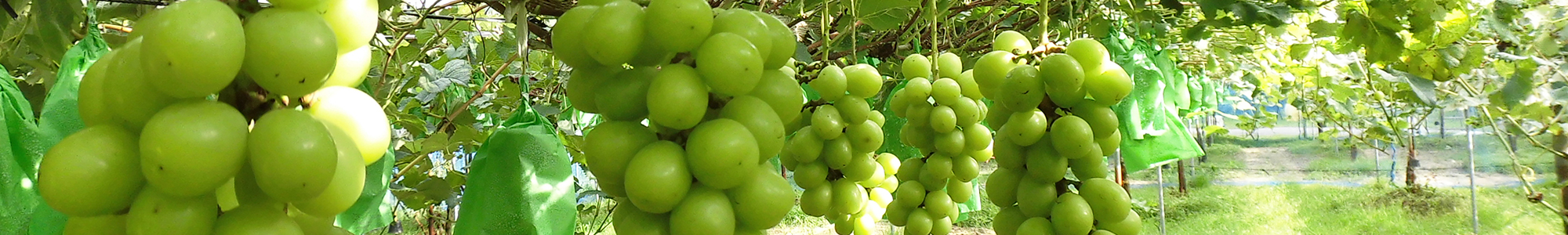 ぶどう狩りイメージ