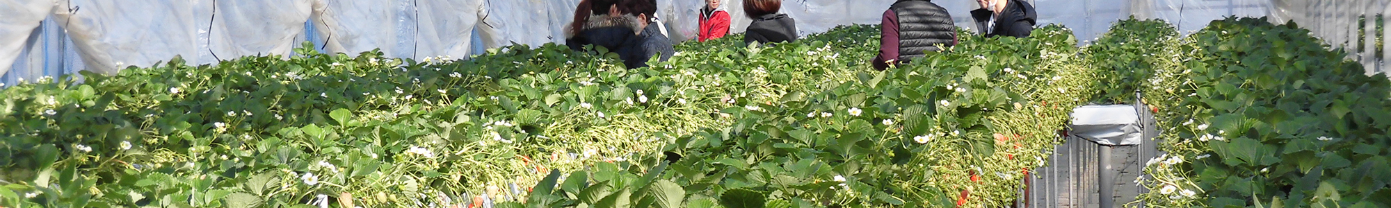 いちご狩りイメージ