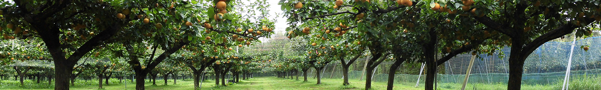 なし狩りイメージ